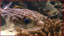 "Oceans" <br/>Night and day <br/>reef shoots
